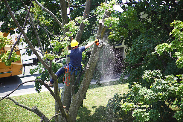 Trusted Mascoutah, IL Tree Services Experts